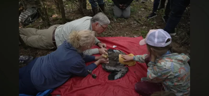 Bald eagle success story faces new threats